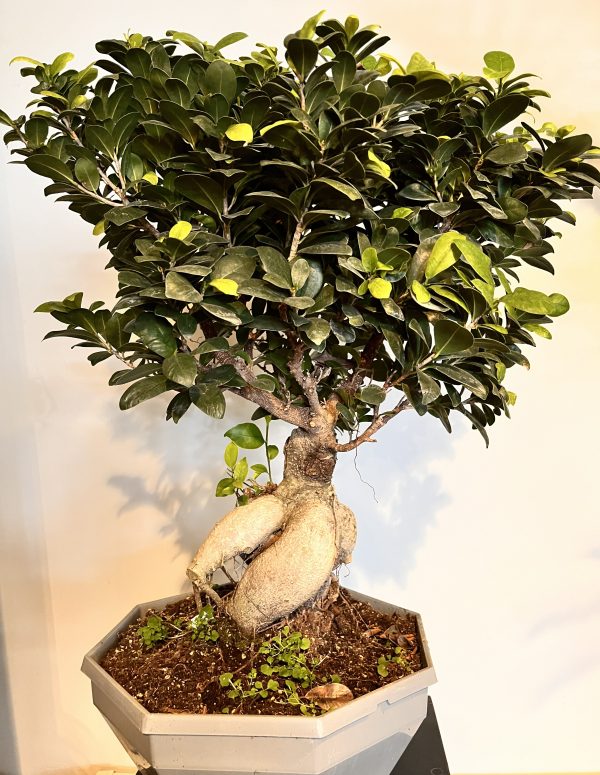 Grünpflanze Ficus Ginseng