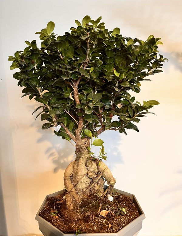 Grünpflanze Ficus Ginseng