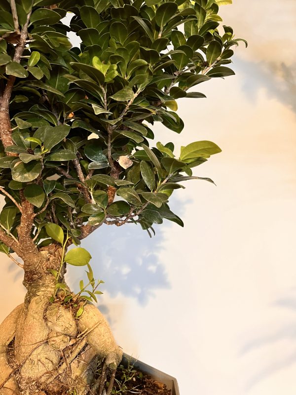 Grünpflanze Ficus Ginseng