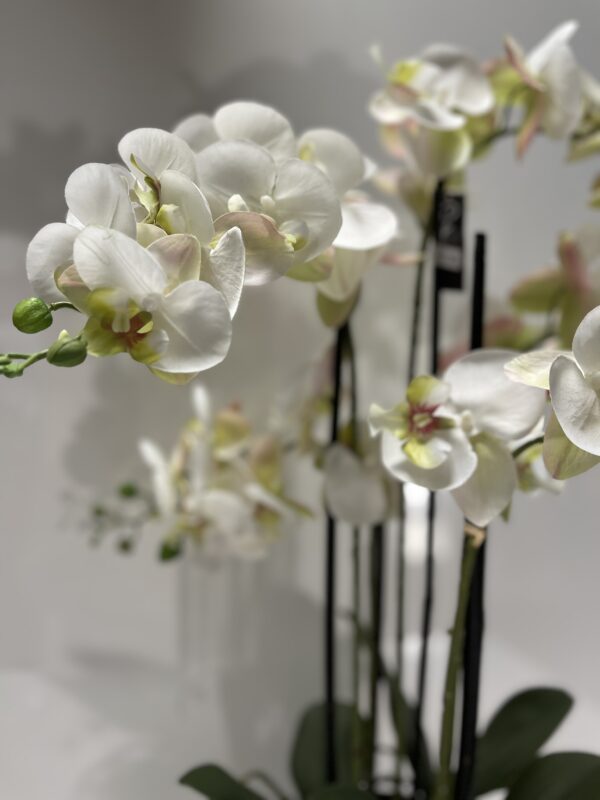 Orchidee – Kunstpflanze