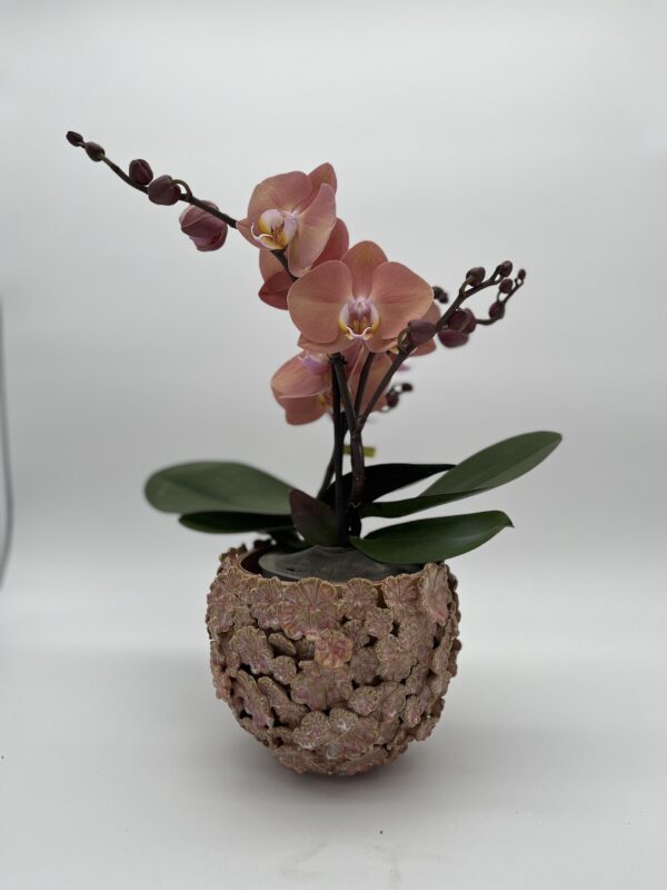 Topf 'Blüte'