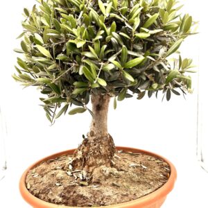 Bonsai OLIVE