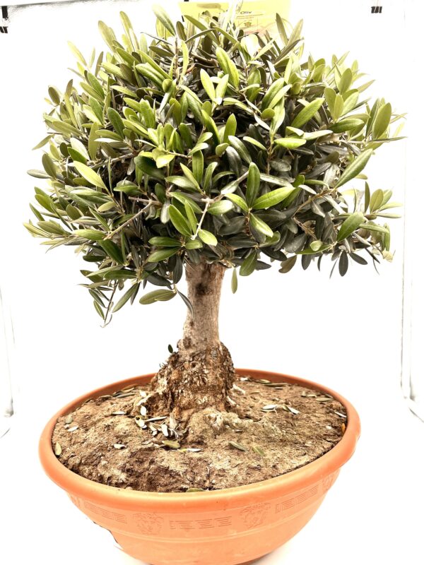 Bonsai OLIVE