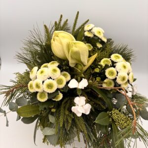 Winterweiße Amaryllis