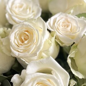 "Weiße Eleganz"- Rosenklassiker