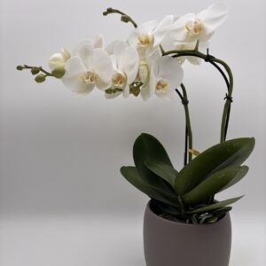 Phalaenopsis No.1 - Weiß im Übertopf