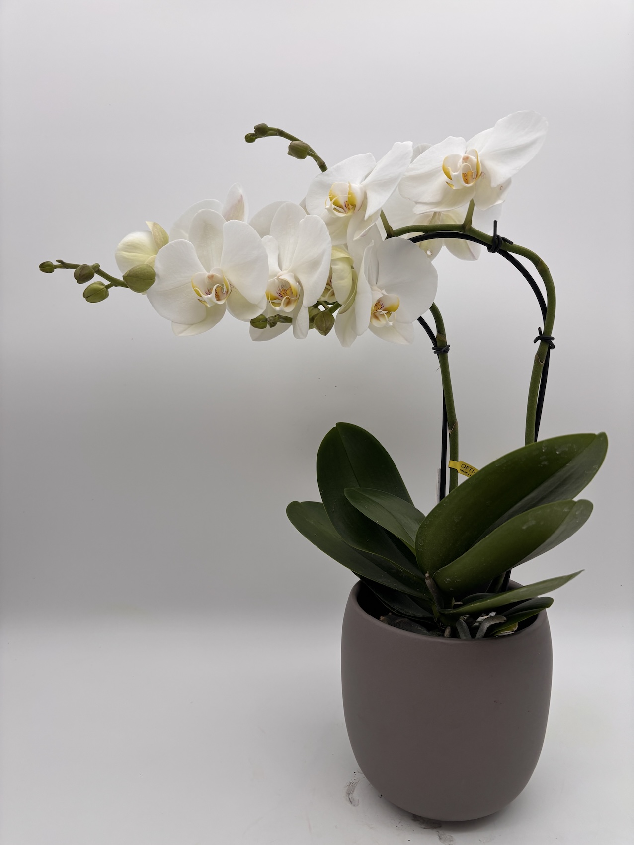 Phalaenopsis No.1 - Weiß im Übertopf