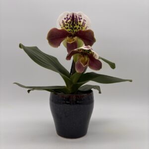 Paphiopedilum Classic incl. Übertopf